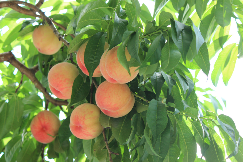 Frutas de temporada frescas y locales de o!verd en Castellón.