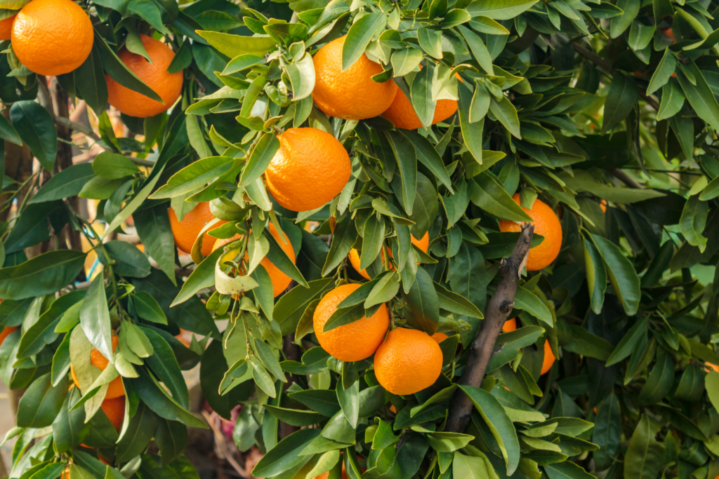 Frutas de temporada frescas y locales de o!verd en Castellón