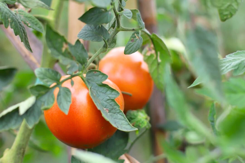 tomate o!verd